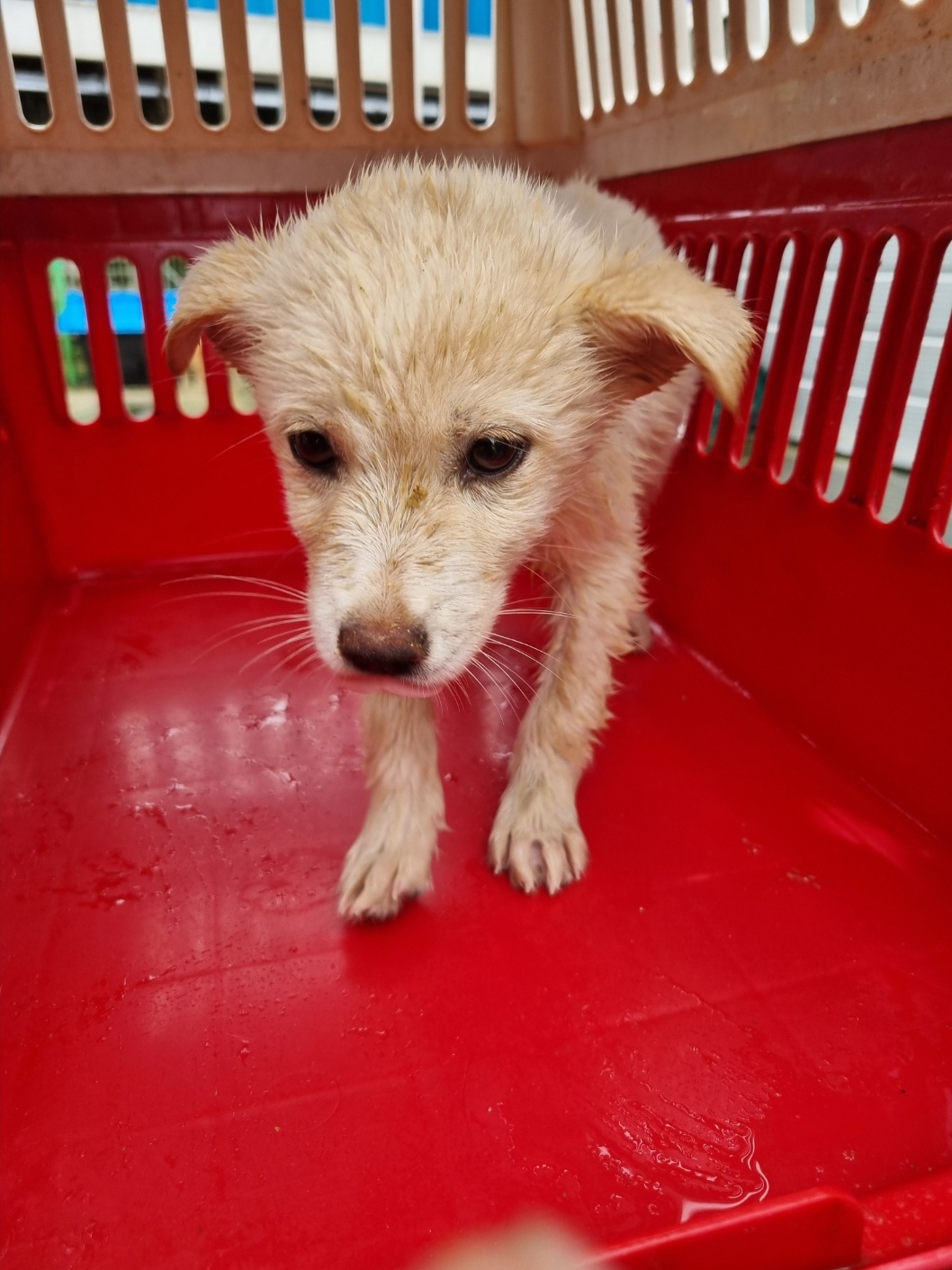 보호중 믹스견의 가…